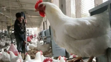 لوبيات مربّي الدجاج تهيمن على السوق وتحقق أرباحاً خيالية على حساب القدرة الشرائية للمواطنين